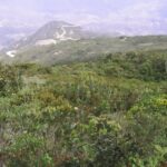 Hallazgo en Cajamarca: descubren nueva especie de lagartija en área protegida