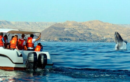 PROMPERÚ LANZA NUEVA CAMPAÑA DE AVISTAMIENTO DE BALLENAS EN TUMBES Y PIURA PARA IMPULSAR EL TURISMO SOSTENIBLE – RCR Peru