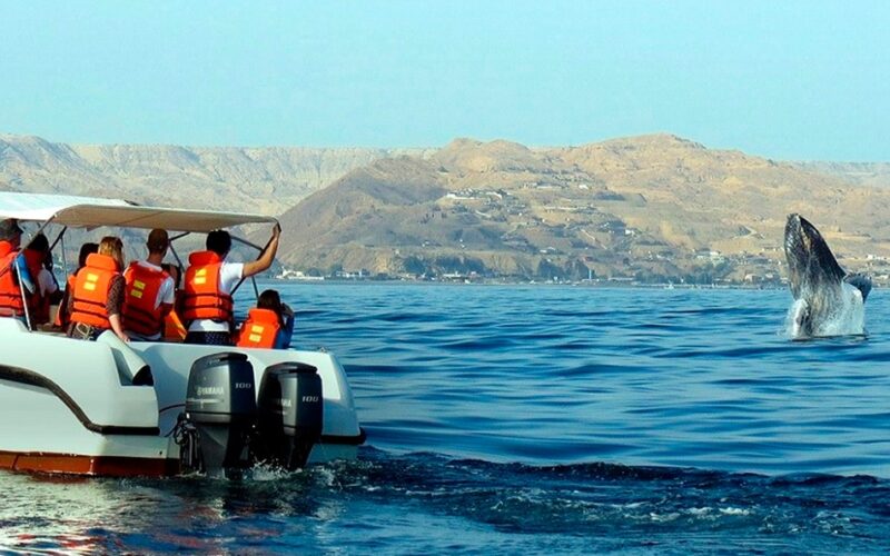 PROMPERÚ LANZA NUEVA CAMPAÑA DE AVISTAMIENTO DE BALLENAS EN TUMBES Y PIURA PARA IMPULSAR EL TURISMO SOSTENIBLE – RCR Peru