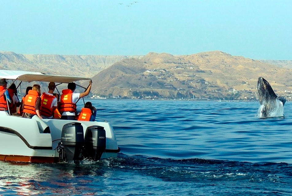 PROMPERÚ LANZA NUEVA CAMPAÑA DE AVISTAMIENTO DE BALLENAS EN TUMBES Y PIURA PARA IMPULSAR EL TURISMO SOSTENIBLE – RCR Peru