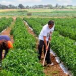 EL NIÑO PUEDE QUEBRAR ECONOMÍA DEL PERÚ SI GOBIERNO NO TOMA MEDIDAS DE PREVENCIÓN PARA MITIGAR SU IMPACTO – RCR Peru