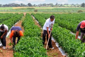 EL NIÑO PUEDE QUEBRAR ECONOMÍA DEL PERÚ SI GOBIERNO NO TOMA MEDIDAS DE PREVENCIÓN PARA MITIGAR SU IMPACTO – RCR Peru