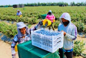 AGROINDUSTRIA COSTERA CONTRIBUYE PARAPROTEGER LA AMAZONÍA Y COMBATIR EL CAMBIO CLIMÁTICO, SOSTIENE ECOLOGISTA DAVID LANDA – RCR Peru