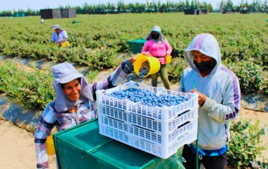 AGROINDUSTRIA COSTERA CONTRIBUYE PARAPROTEGER LA AMAZONÍA Y COMBATIR EL CAMBIO CLIMÁTICO, SOSTIENE ECOLOGISTA DAVID LANDA – RCR Peru