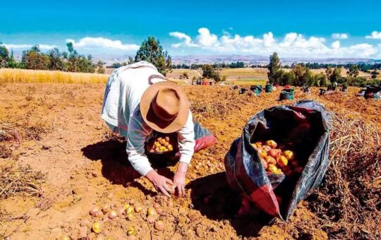 AGRO PERUANO ENFRENTA SERIAS TRABAS POR LA FRAGMENTACIÓN DE PRODUCTORES, FALTA DE RIEGO Y ESCASA CAPACITACIÓN, ADVIERTE CULTIVIDA – RCR Peru