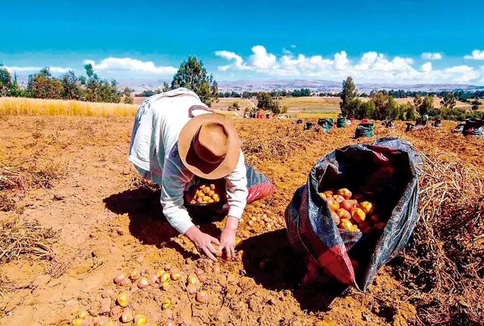 AGRO PERUANO ENFRENTA SERIAS TRABAS POR LA FRAGMENTACIÓN DE PRODUCTORES, FALTA DE RIEGO Y ESCASA CAPACITACIÓN, ADVIERTE CULTIVIDA – RCR Peru