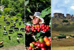 CAJAMARCA PUEDE IMPULSAR SU DESARROLLO CON GANADERÍA, CAFÉ DE EXPORTACIÓN Y EL TURISMO, SOSTIENE ANALISTA PERCY URTEAGA – RCR Peru
