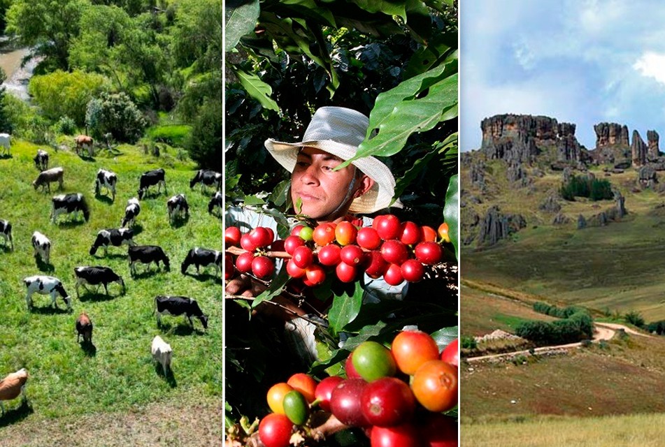 CAJAMARCA PUEDE IMPULSAR SU DESARROLLO CON GANADERÍA, CAFÉ DE EXPORTACIÓN Y EL TURISMO, SOSTIENE ANALISTA PERCY URTEAGA – RCR Peru