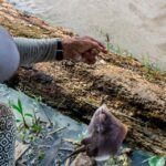 ALIANZA AGUAS AMAZÓNICAS ALERTA SOBRE PRESENCIA DE MERCURIO EN PECES POR MINERÍA ILEGAL DURANTE ENCUENTRO EN IQUITOS – RCR Peru