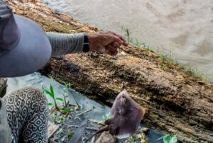 ALIANZA AGUAS AMAZÓNICAS ALERTA SOBRE PRESENCIA DE MERCURIO EN PECES POR MINERÍA ILEGAL DURANTE ENCUENTRO EN IQUITOS – RCR Peru