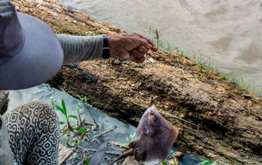 ALIANZA AGUAS AMAZÓNICAS ALERTA SOBRE PRESENCIA DE MERCURIO EN PECES POR MINERÍA ILEGAL DURANTE ENCUENTRO EN IQUITOS – RCR Peru